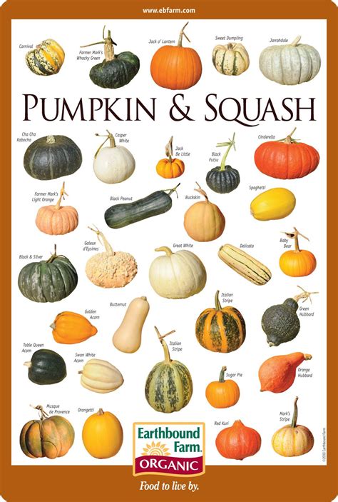 22 Types Of Pumpkin From A to Z (With Photos!) .